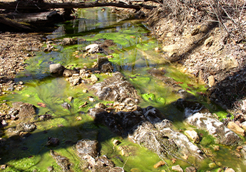 Algae in a stream that has reached its total maximum daily load