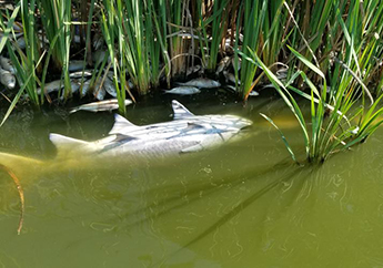 A large fish and several small fish lay dead in reeds in a pond