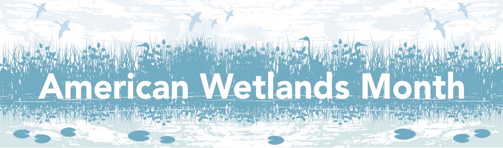 Wetland grasses, birds and animal tracks with text that reads "American Wetlands Month"