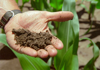 A man's hand holding soil in a corn field