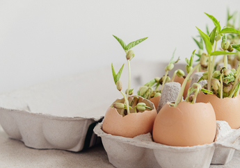 A cardboard egg carton filled with seedlings grown in empty egg shells