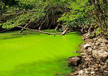 Pond showing a green algal bloom