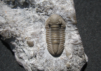 A trilobite fossil was found attached to a rock