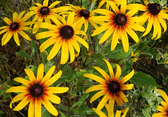 Rudbeckia flowers with a raised brown center and yellow-orange petals