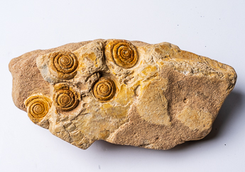 Gastropod fossil photo