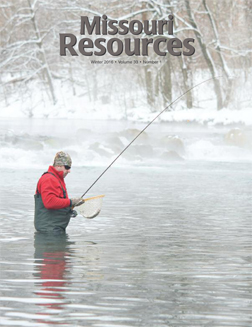 A fly fisherman lands a trout on a cold 2015 opening day at Bennett Spring State Park near Lebanon.