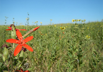 Successful tallgrass prairie restoration with orange flowers in southwest Missouri
