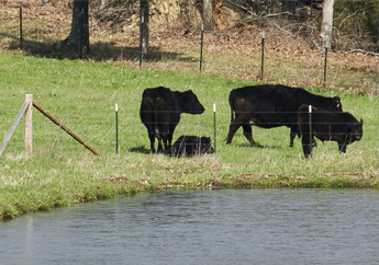 Cows are kept from entering a waterway by fencing.