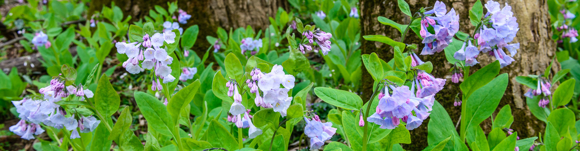 The deep purple foliage of the Virginia bluebells can be found throughout Missouri from mid-spring into mid-summer.