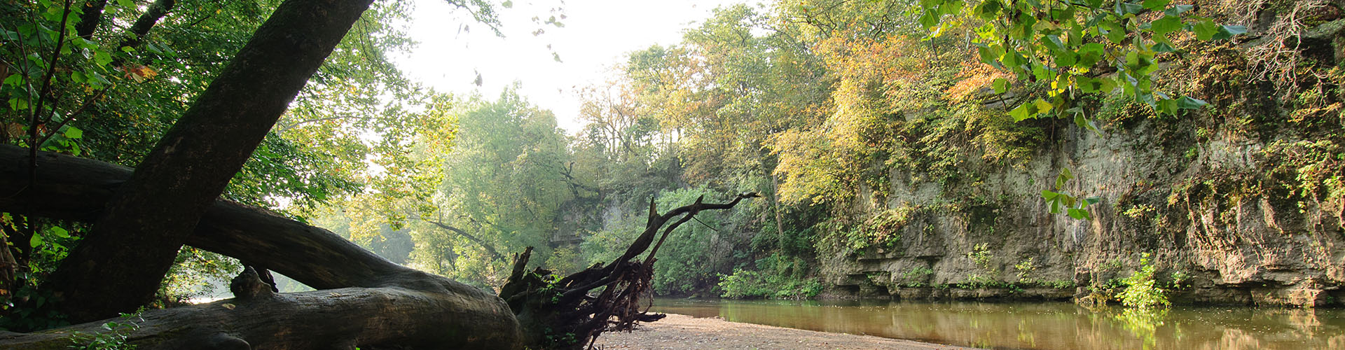 A fallen tree on the bank of Coonville Creek in St. Francois State Park