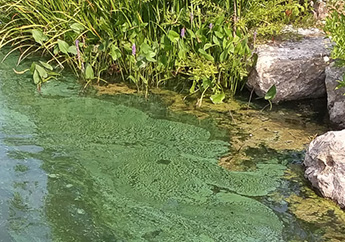 Cyanobacteria swirls with thick green algal mats along the shore