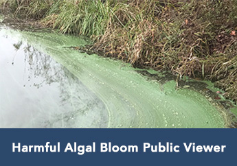 Harmful Algal Bloom mapping viewer image link