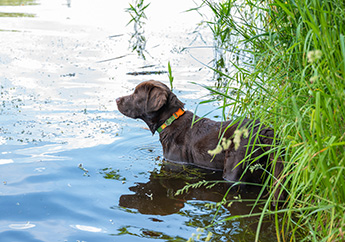 A young brown Labrador puppy standing in water up to its chest, surrounded by grass and algae, looking off into the distance