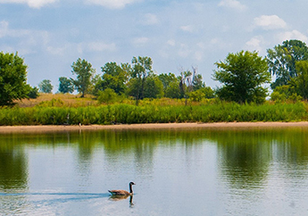 A Canadian Goose swimming across a body of water with a beach, tall prairie grassland and trees in the background