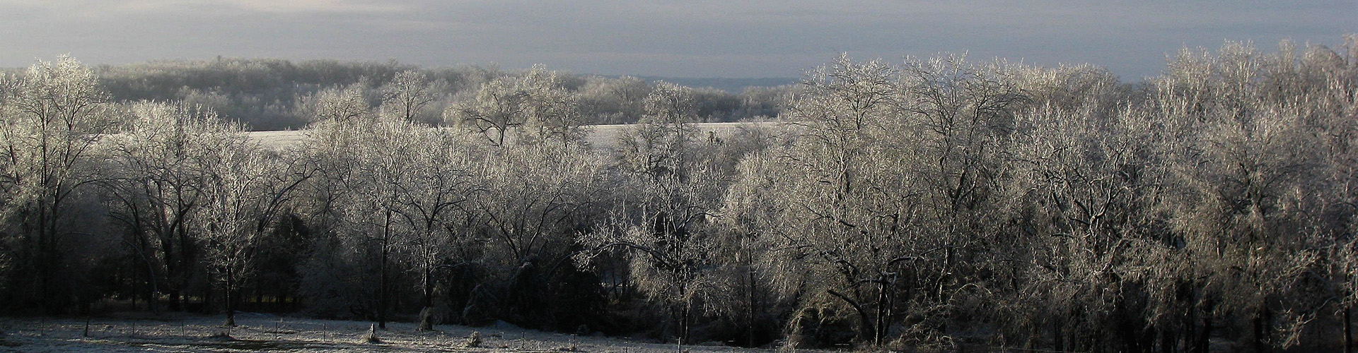 Ice and frost covered trees with a frost covered pasture in the background.