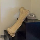 One of several bones displayed at the entrance to the Ed Clark Museum of Missouri Geology