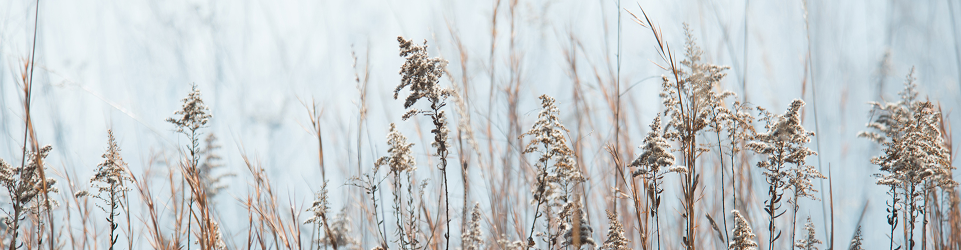 Ice and frost covered meadowsweet.