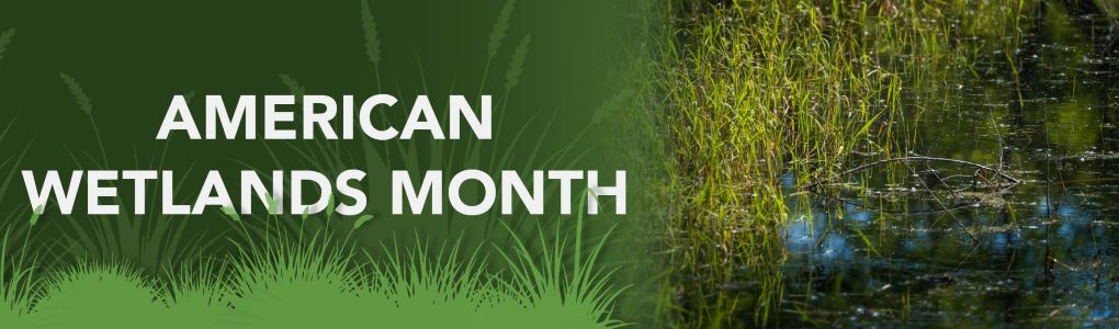 Wetland grasses and standing water with text that reads "American Wetlands Month"