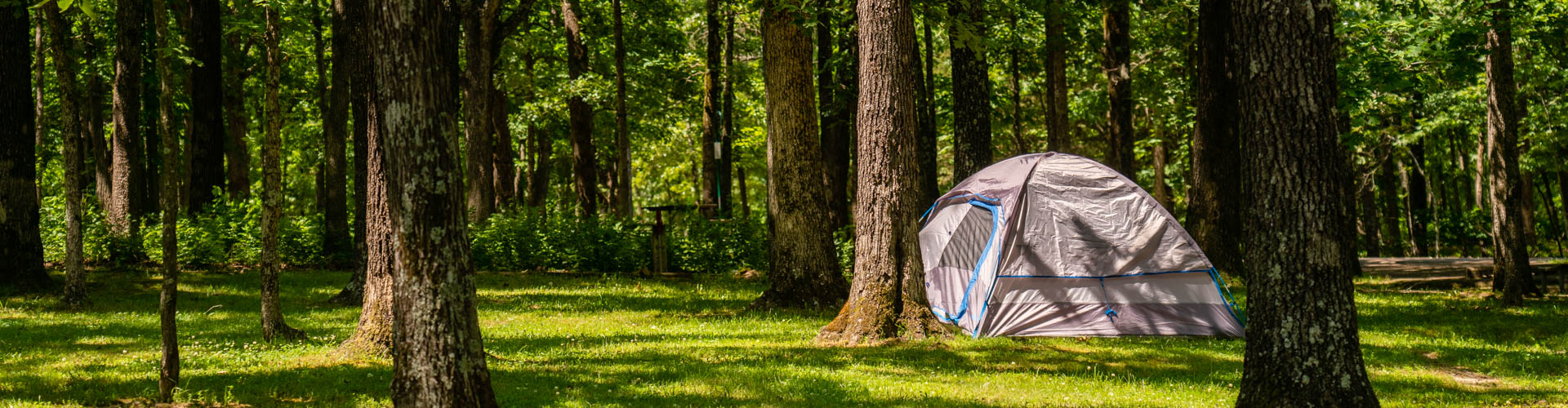 A single dome tent next to a wooden picnic table under the shade of tall pine trees