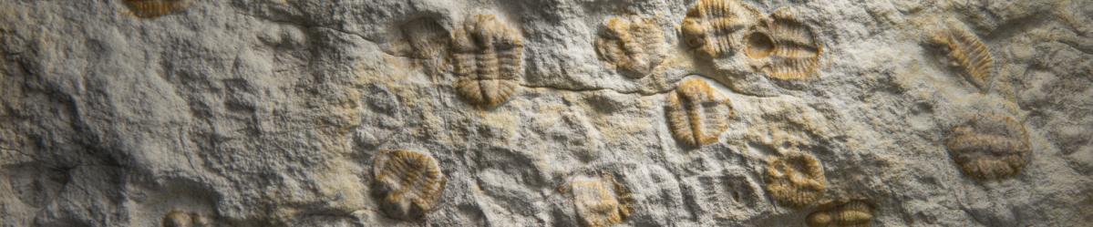 A trilobite fossil attached to a rock