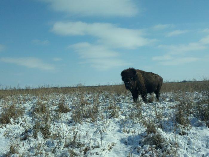 Lone bison standing in the snow.