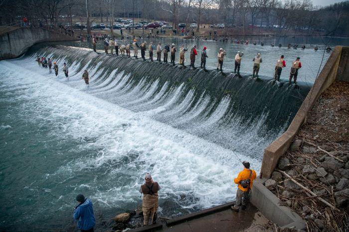 Group of several anglers fly fishing in a row, while standing in water. Another three anglers are fishing on the bank.