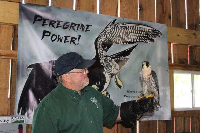 Gentleman in green shirt with blue hat with black glove holding a peregrine falcon.