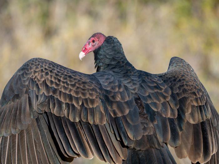 Turkey vulture with head turned and wings spread.