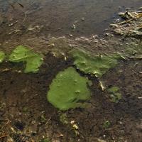 Typical cyanobacteria "slime"