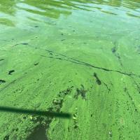 Cyanobacteria "paint swirls" in Chaumiere Lake