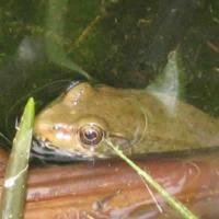 A green frog resting in water in a rain garden