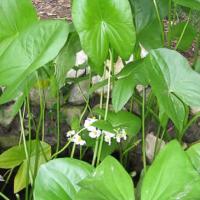 Rain garden plant – Arrowhead.