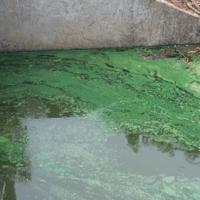 Cyanobacteria in Binder Lake