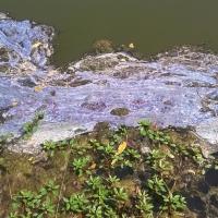 Cyanobacteria may have a blue or purple color