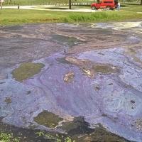 Bluish-purple cyanobacteria scum