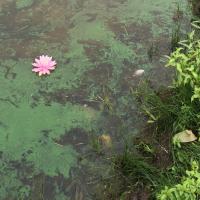 Cyanobacteria with a pink water lily flower