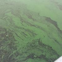 Cyanobacteria “paint swirls”