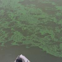 Cyanobacteria near a dock