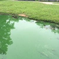 Thick, green paint look typical of cyanobacteria