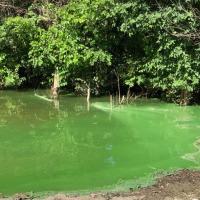 Anti-freeze appearance of a cyanobacteria bloom at Smithville Lake