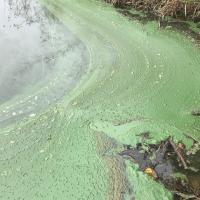 Cyanobacteria scum is often driven by the wind, collecting along the shore
