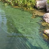 Cyanobacteria swirls with thick green algal mats along the shore