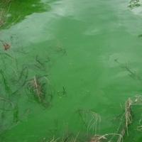 Cyanobacteria bloom on the shore of Smithville Lake