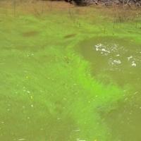 Cyanobacteria along the shore of Smithville Lake