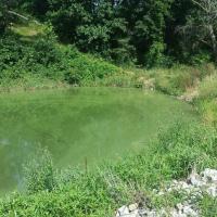 Green cyanobacteria on Spur Pond