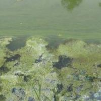 Cyanobacteria (top of photo) with true green algae mats (bottom of photo) in Spur Pond