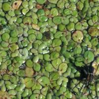 Duckweed on a pond