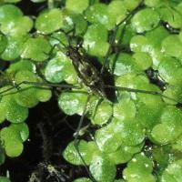 Close up of duckweed with a fishing spider on it