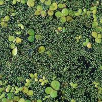 Duckweed and watermeal on a pond
