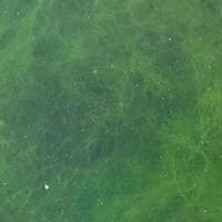 Although bright green, the stringy nature of this algae indicates it is likely NOT cyanobacteria